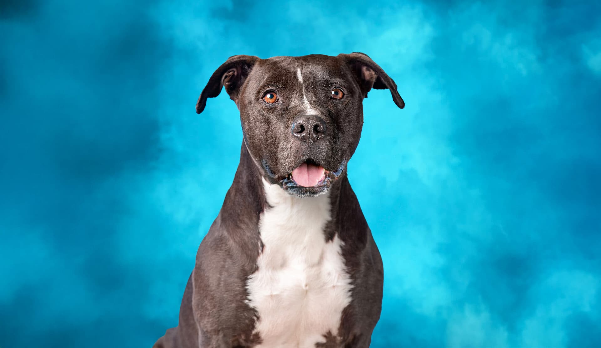Finished professional pet portrait photographed by Paws & Pixels